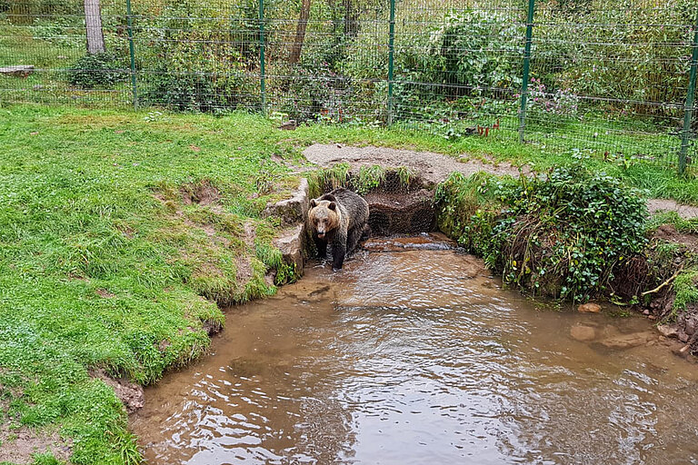Braunbär am Wasser im Bärenpark