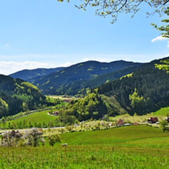 Blick in die Natur, Wald