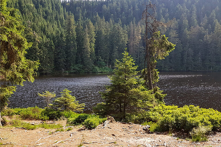 Ansicht des Glaswaldsees